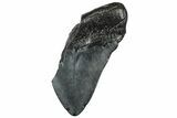 Partial, Fossil Megalodon Tooth - South Carolina #309532-1
